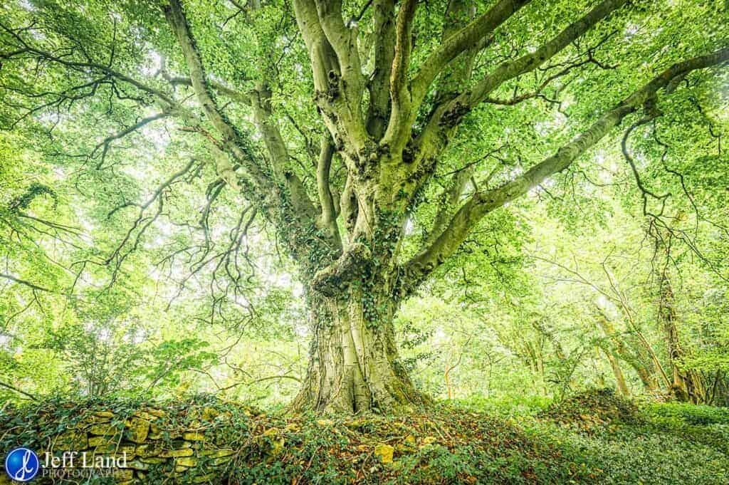 Ancient Oak, Landscape, Photographer, Stratford upon Avon, Warwickshire, Cotswolds
