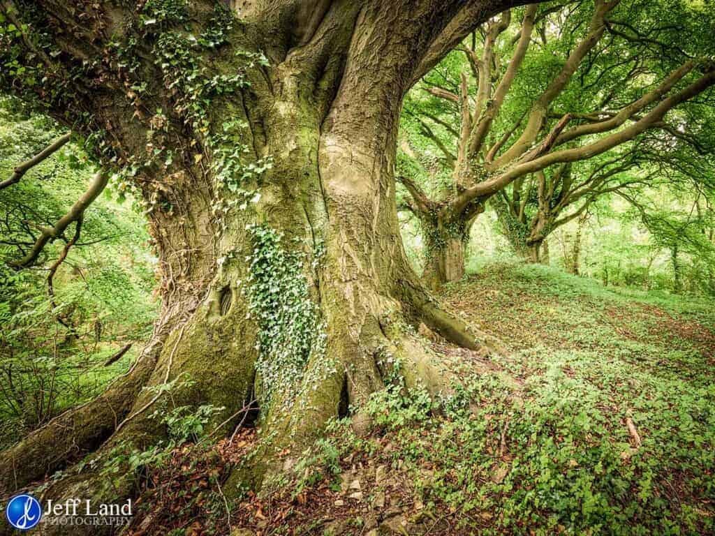 Ancient Oak Trees, Landscape, Photographer, Stratford upon Avon, Warwickshire, Cotswolds