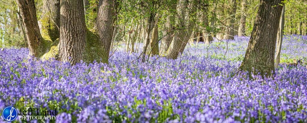 Bluebell, Landscape, Photographer, Stratford upon Avon, Warwickshire, Cotswolds