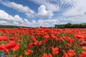 Poppy Field, Landscape, Photographer, Stratford upon Avon, Warwickshire, Cotswolds