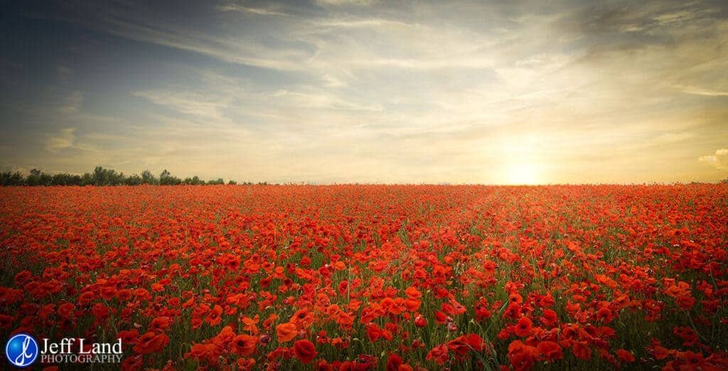 Poppy Field, Sunset, Landscape, Photographer, Stratford upon Avon, Warwickshire, Cotswolds