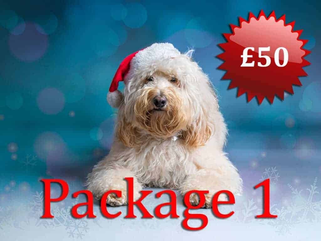 Christmas Dog Portrait £50