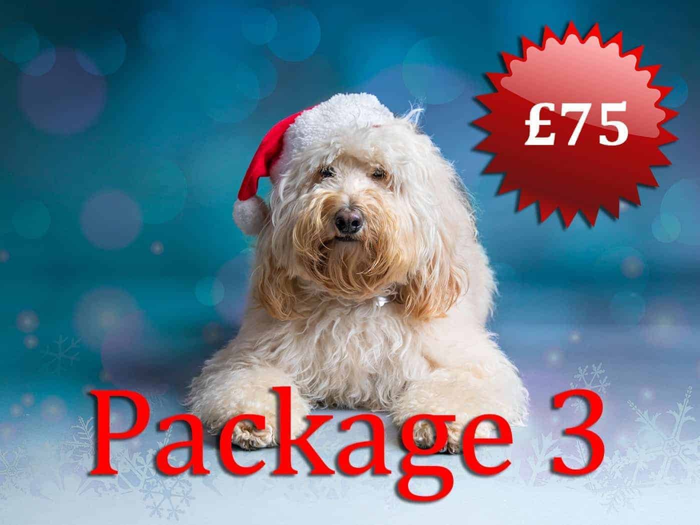 Christmas Dog Portrait £75