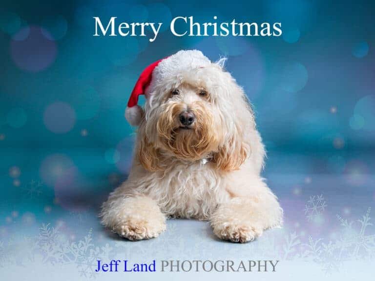 Read more about the article Christmas Dog Portrait Offer